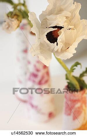 Stock Image - White poppy in a terry cloth vase. Fotosearch