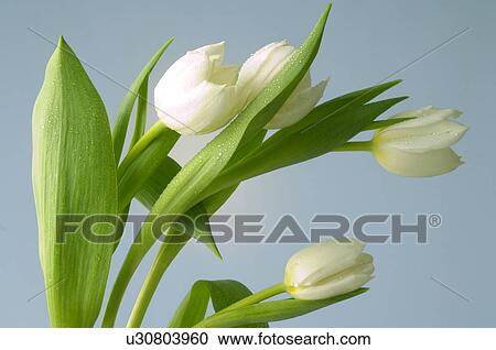 Stock Image - White tulips. Fotosearch