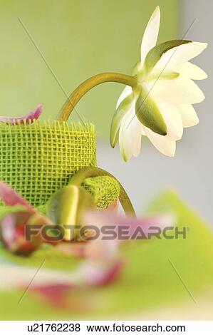 Stock Photo - white water lily in a glass decorated with jute ribbon. Fotosearch