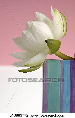 White water lily in a striped ceramic vase View Large Photo Image Stock Image - White water lily in a striped ceramic vase. Fotosearch
