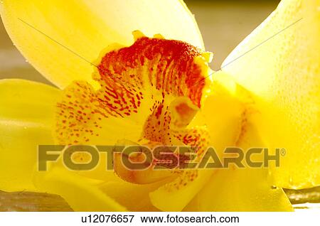 Yellow orchid blossom close up View Large Photo Image Stock Photo - Yellow orchid blossom close up. Fotosearch