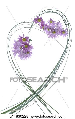 Aster forming a heart View Large Photo Image Stock Photo - Aster forming a heart. Fotosearch
