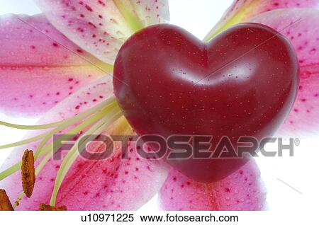 Stock Photography - Blossom and a dark red heart. Fotosearch