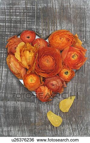 Board with a heart filled with buttercup blossoms View Large Photo Image Stock Photograph - Board with a heart filled with buttercup blossoms. Fotosearch