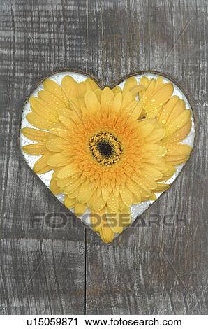 Calendula in a heartshape hole View Large Photo Image Stock Image - Calendula in a heartshape hole. Fotosearch