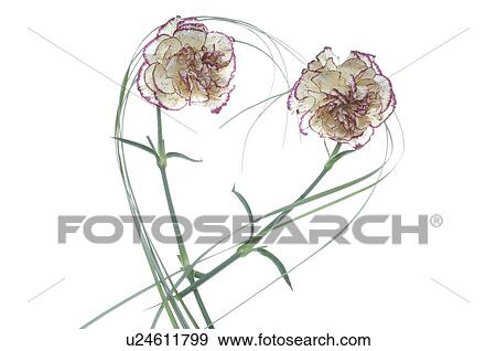 Carnations forming a heart View Large Photo Image Stock Photo - Carnations forming a heart. Fotosearch