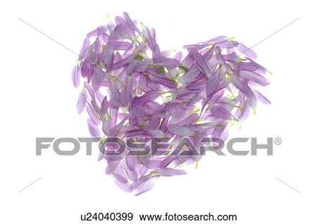 Stock Photo - Heart made of petals. Fotosearch