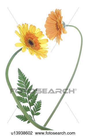 Stock Image - Marigold forming a heart. Fotosearch