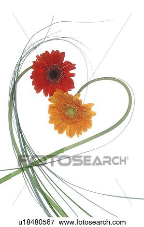 Stock Photo - Marigold. Fotosearch