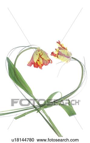 Parrot tulips forming a heart View Large Photo Image Stock Image - Parrot tulips forming a heart. Fotosearch