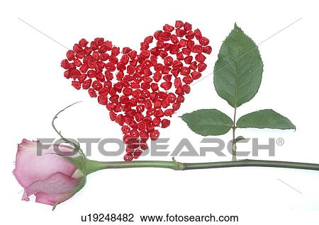 Pink rose and a red heart View Large Photo Image Stock Image - Pink rose and a red heart. Fotosearch