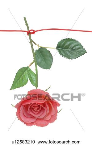 Stock Image - Pink rose hanging on a line. Fotosearch