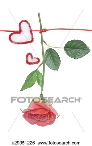 Stock Photograph - Pink rose hanging on a line with red hearts. Fotosearch