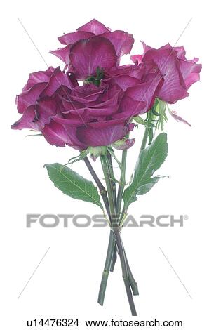 Picture - Bunch of lilac roses. Fotosearch