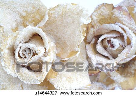 Glazed rose blossoms View Large Photo Image Stock Photo - Glazed rose blossoms. Fotosearch