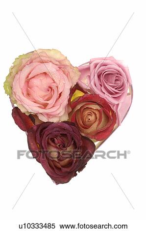 Heart made of rose blossoms View Large Photo Image Stock Photography - Heart made of rose blossoms. Fotosearch