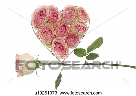 Heart shape box with rose blossoms and a pink rose View Large Photo Image Stock Image - Heart shape box with rose blossoms and a pink rose. Fotosearch