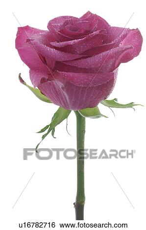 Stock Photograph - Lilac rose, close up. Fotosearch