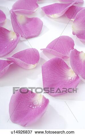 Stock Photo - Lilac rose petals. Fotosearch