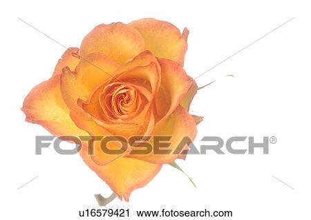 Stock Image - Orange rose blossom, close up. Fotosearch