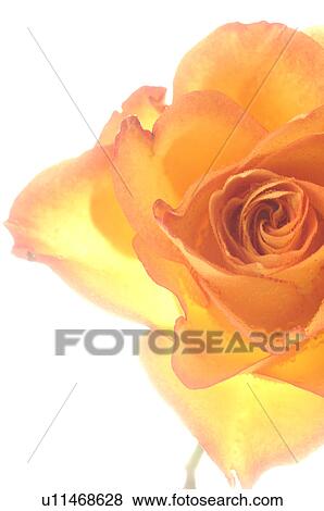 Stock Photo - Orange rose blossom, close up. Fotosearch
