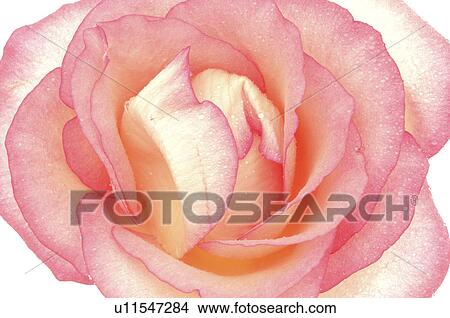 Picture - Pink rose blossom, close up. Fotosearch
