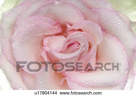 Picture - Pink rose blossom, close up. Fotosearch