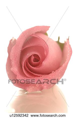Stock Image - Pink rose blossom, close up. Fotosearch