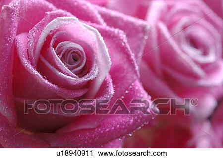 Stock Image - Pink rose blossom, close up. Fotosearch