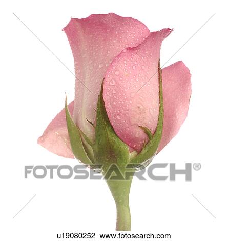 Pink rose blossom, close up View Large Photo Image Stock Image - Pink rose blossom, close up. Fotosearch