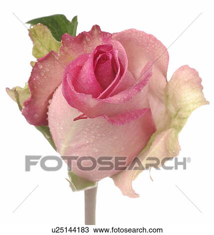 Pink rose blossom, close up View Large Photo Image Stock Image - Pink rose blossom, close up. Fotosearch