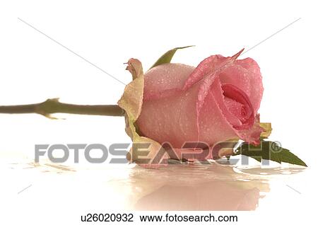Stock Image - Pink rose blossom, close up. Fotosearch