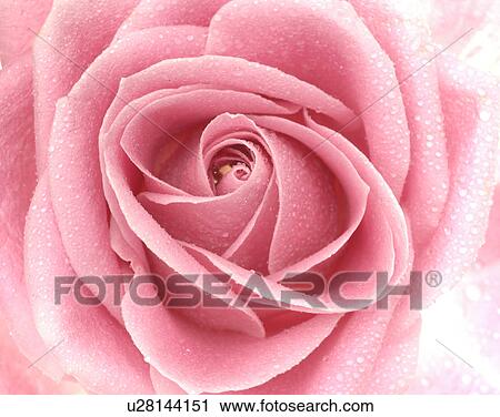 Pink rose blossom, close up View Large Photo Image Stock Image - Pink rose blossom, close up. Fotosearch