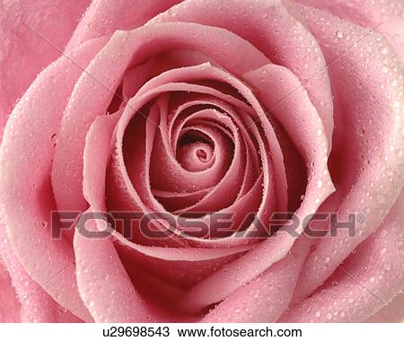 Pink rose blossom, close up View Large Photo Image Stock Image - Pink rose blossom, close up. Fotosearch