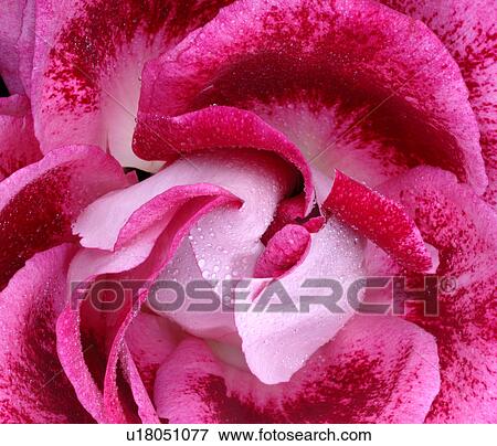 Stock Photo - Pink rose blossom, close up. Fotosearch