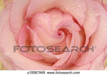 Pink rose blossom, close up View Large Photo Image Stock Photo - Pink rose blossom, close up. Fotosearch