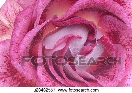 Stock Photo - Pink rose blossom, close up. Fotosearch