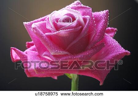 Pink rose blossom, close up View Large Photo Image Stock Photography - Pink rose blossom, close up. Fotosearch