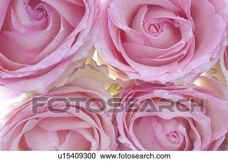 Stock Image - Pink rose blossoms, close up. Fotosearch