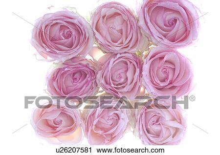 Stock Image - Pink rose blossoms, close up. Fotosearch