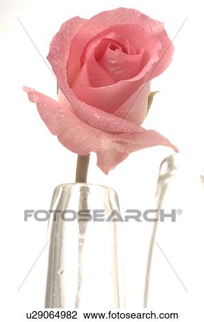 Pink rose in a glas vase View Large Photo Image Stock Image - Pink rose in a glas vase. Fotosearch