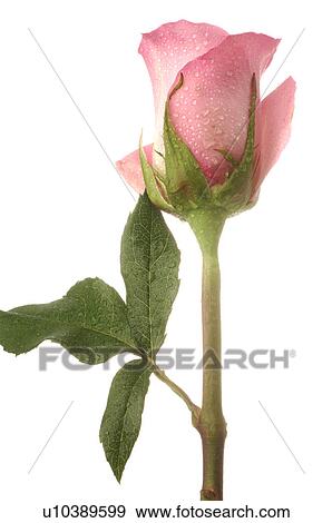Stock Photo - Pink rose. Fotosearch
