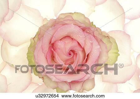 Picture - Pink rose with petals. Fotosearch