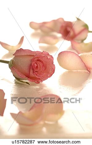 Stock Photo - Pink rose with petals. Fotosearch