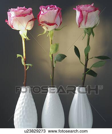 Stock Image - Pink roses in vases. Fotosearch