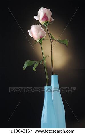 Stock Photo - Pink roses in vases. Fotosearch