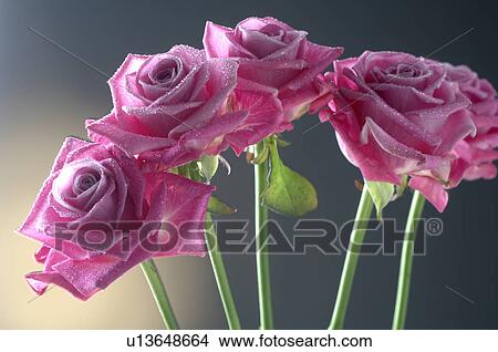 Pink roses View Large Photo Image Picture - Pink roses. Fotosearch