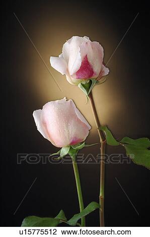 Pink roses View Large Photo Image Stock Image - Pink roses. Fotosearch