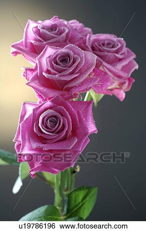 Pink roses View Large Photo Image Stock Photograph - Pink roses. Fotosearch