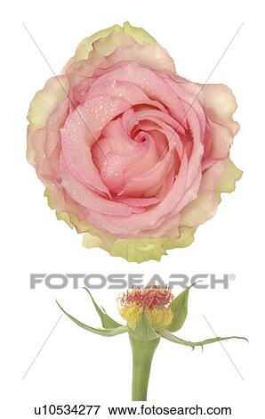 Pulled rose and a rose blossom View Large Photo Image Stock Photo - Pulled rose and a rose blossom. Fotosearch